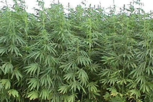Hemp plants.