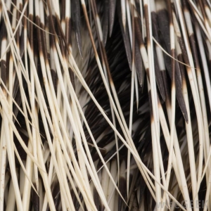 Porcupine quills.