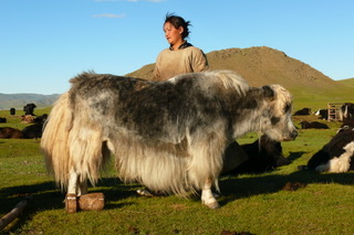 Yaks in Khangai region, Mongolia ( Good Growth Company 2019).