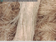 TRC 2020.0234 on 205x magnification.