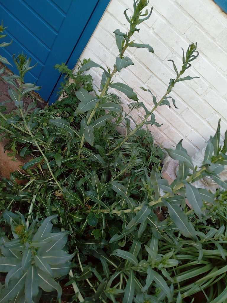 My woad plants. Photograph by Shelley Anderson.