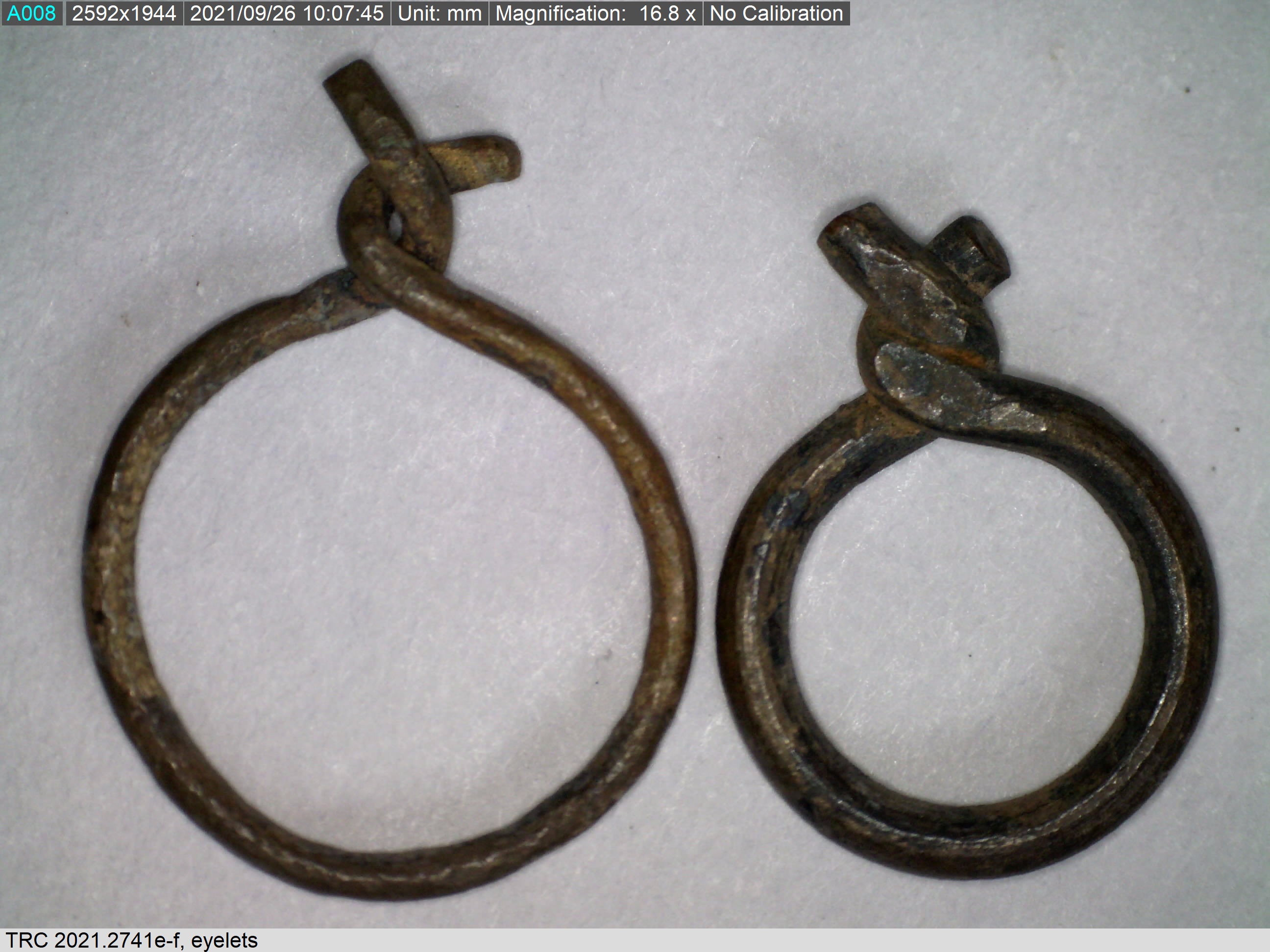 Two eyes with twisted ends, Zeeland, before 1532. Magnification 16.8 (TRC 2021.2741e-f).