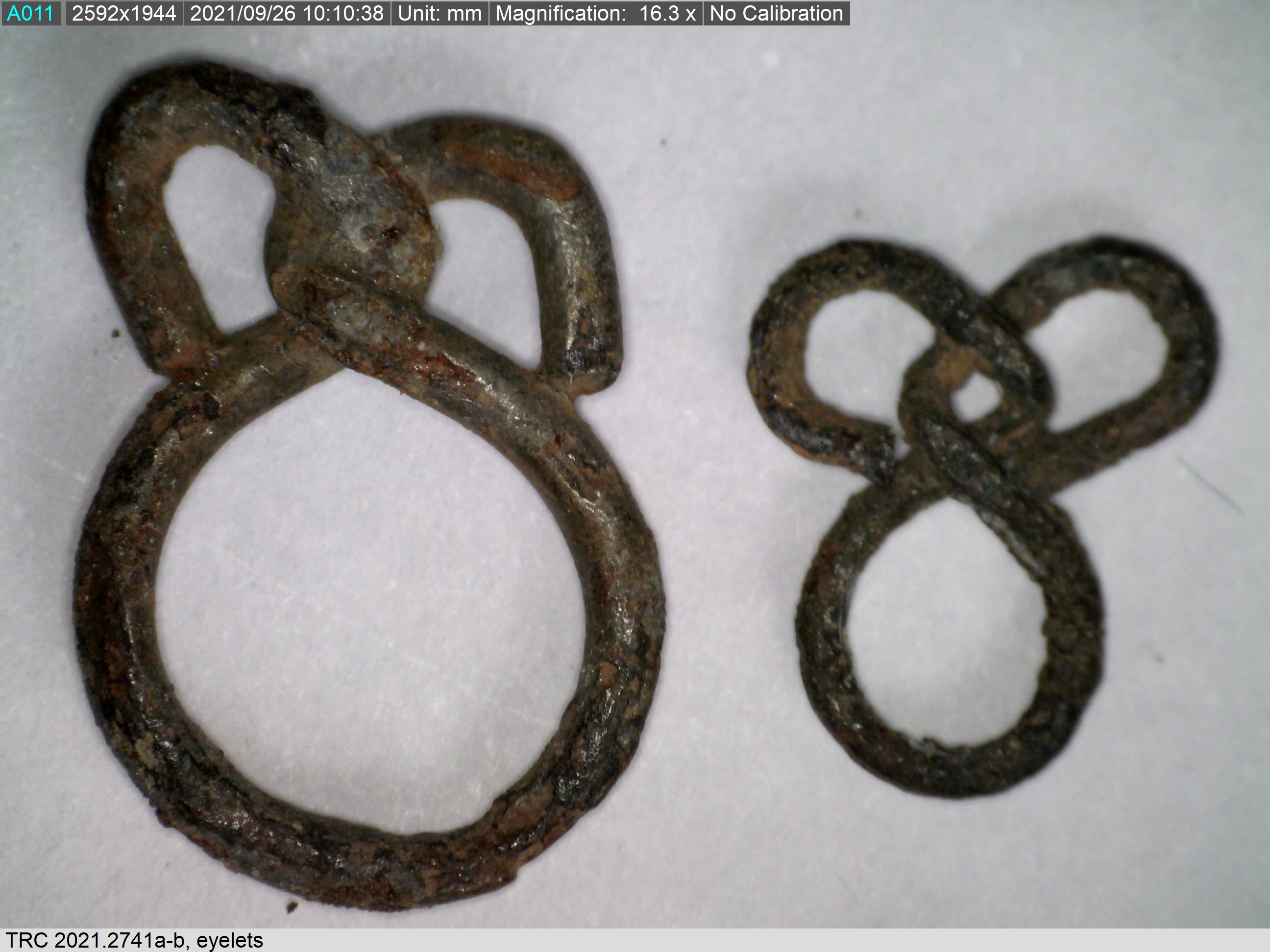 Two eyes with twisted and looped ends, Zeeland, before 1532. Magnification: 16.3 (TRC 2021.2741a-b).